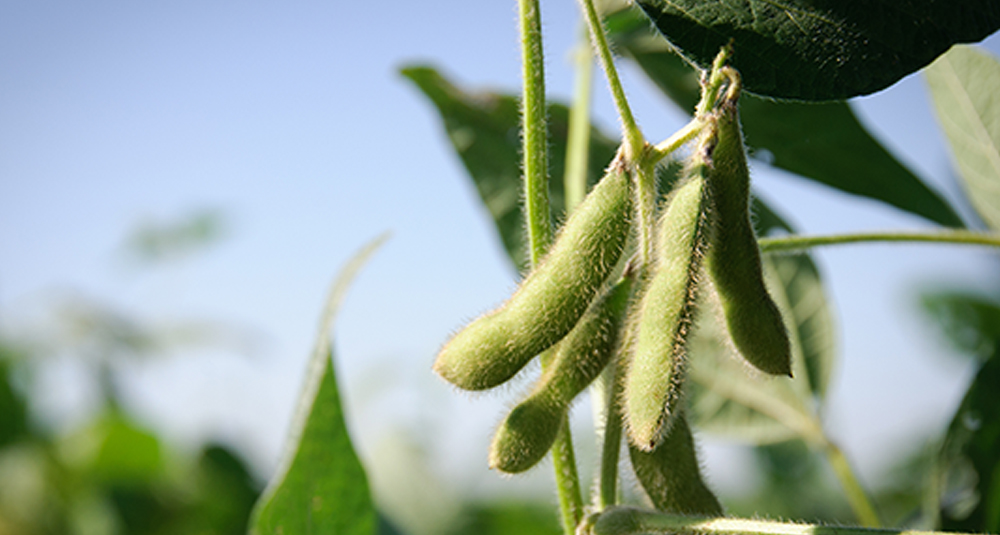 AG FSA Loans Crop image